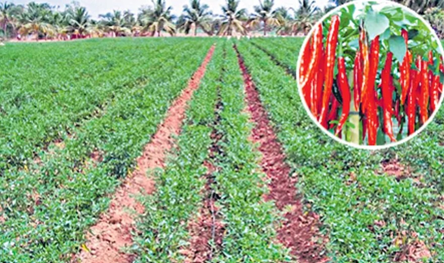 కర్నూలు మిర్చి యార్డులో రైతుల్ని దోచుకుంటున్న వ్యాపారులు